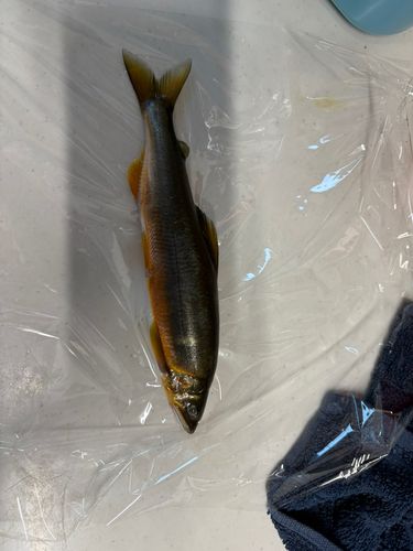 アユの釣果