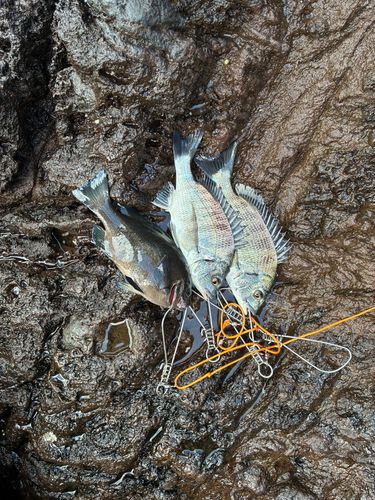 クロダイの釣果