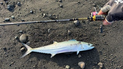 サゴシの釣果