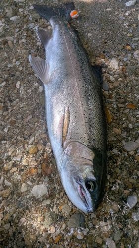 ニジマスの釣果