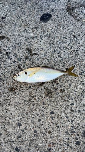 小名浜港市場前