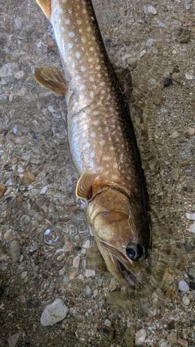 アメマスの釣果