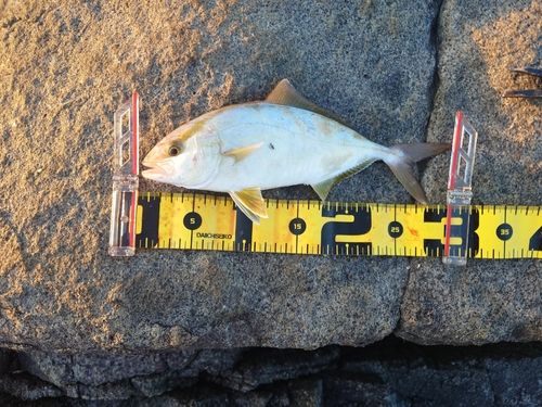 ショゴの釣果