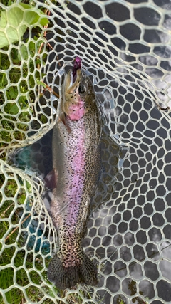 ニジマスの釣果