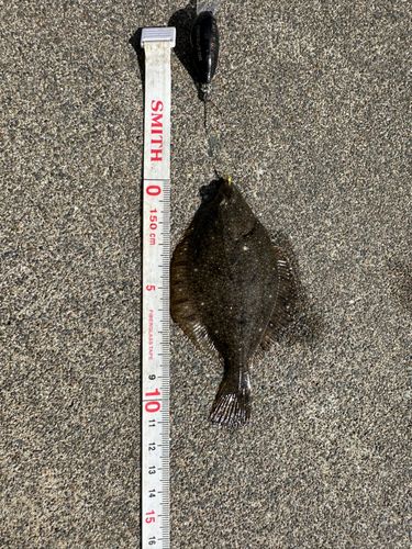 カレイの釣果