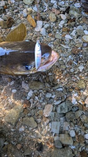 アメマスの釣果
