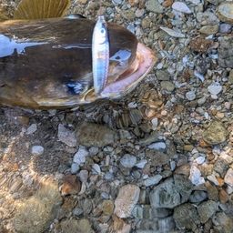 アメマス