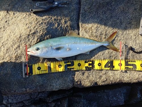 イナダの釣果