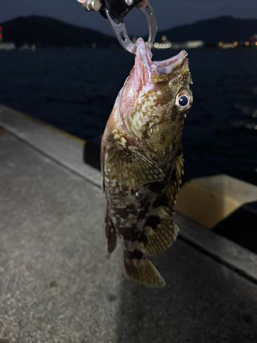タケノコメバルの釣果