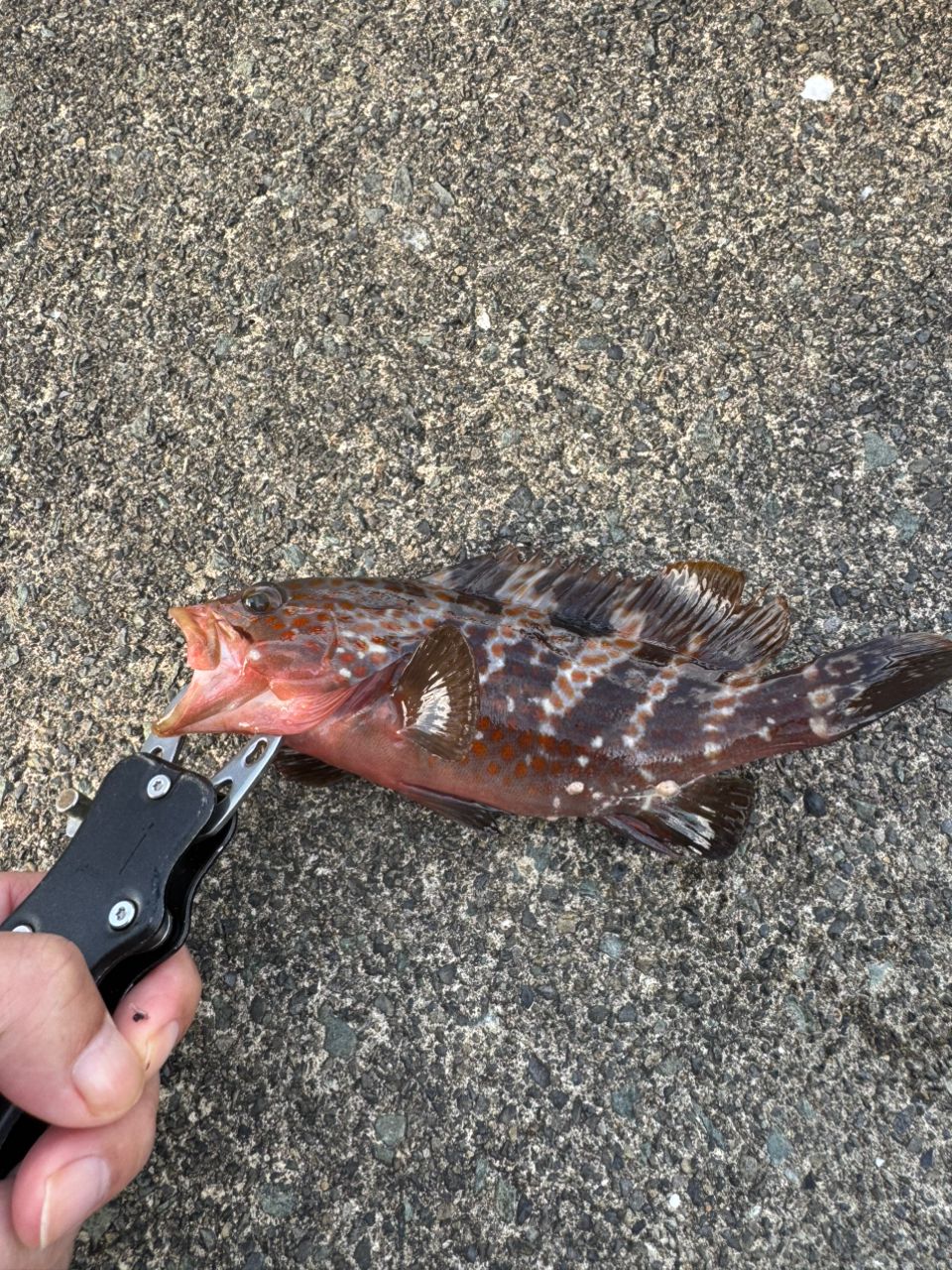 タケノコメバル