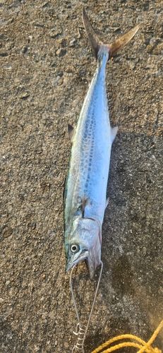 サゴシの釣果