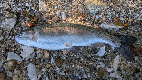 ニジマスの釣果