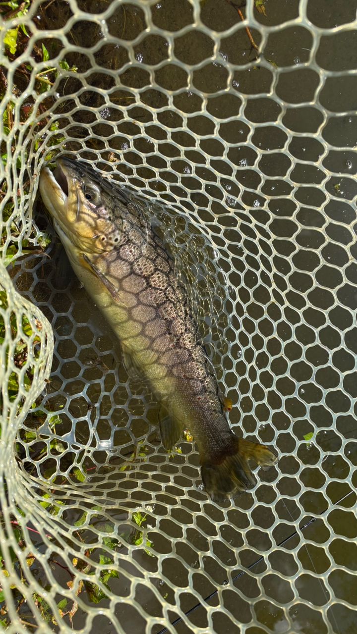 ブラウントラウト