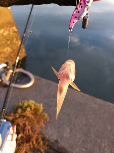 マハゼの釣果