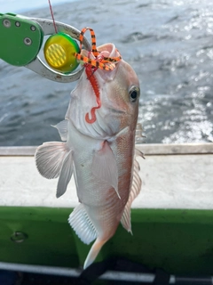 シロアマダイの釣果
