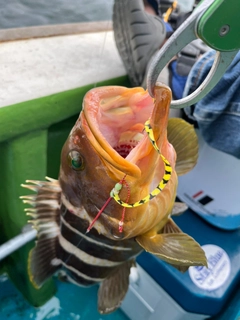 アオハタの釣果