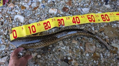 アメマスの釣果