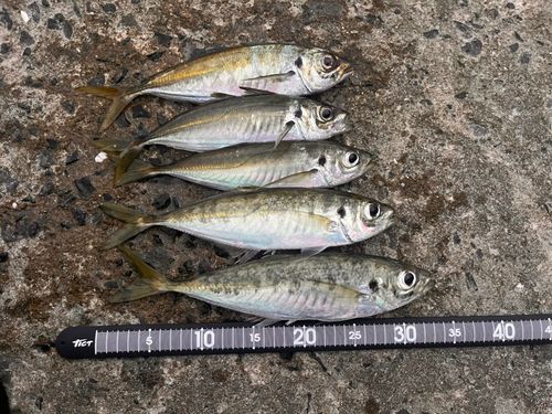 アジの釣果