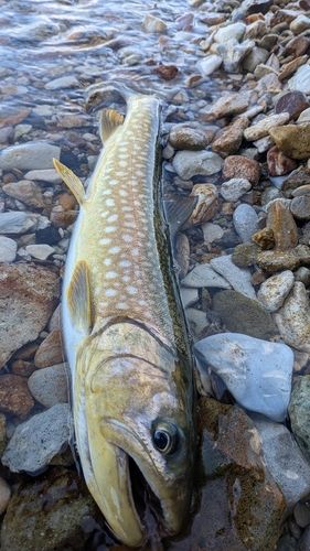 アメマスの釣果