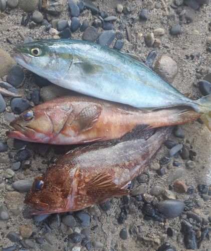 ワカシの釣果