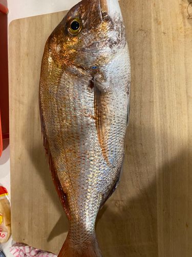 駿河湾