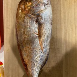 マダイ