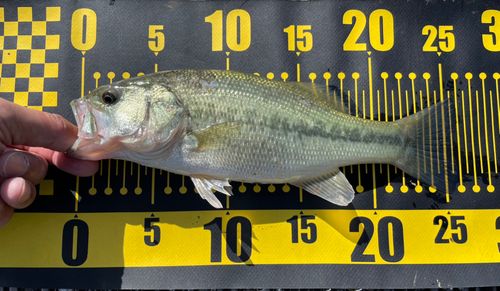 ラージマウスバスの釣果