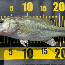 ラージマウスバス