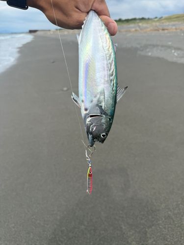 スマガツオの釣果