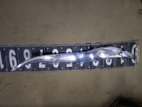 タチウオの釣果