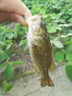 ラージマウスバスの釣果