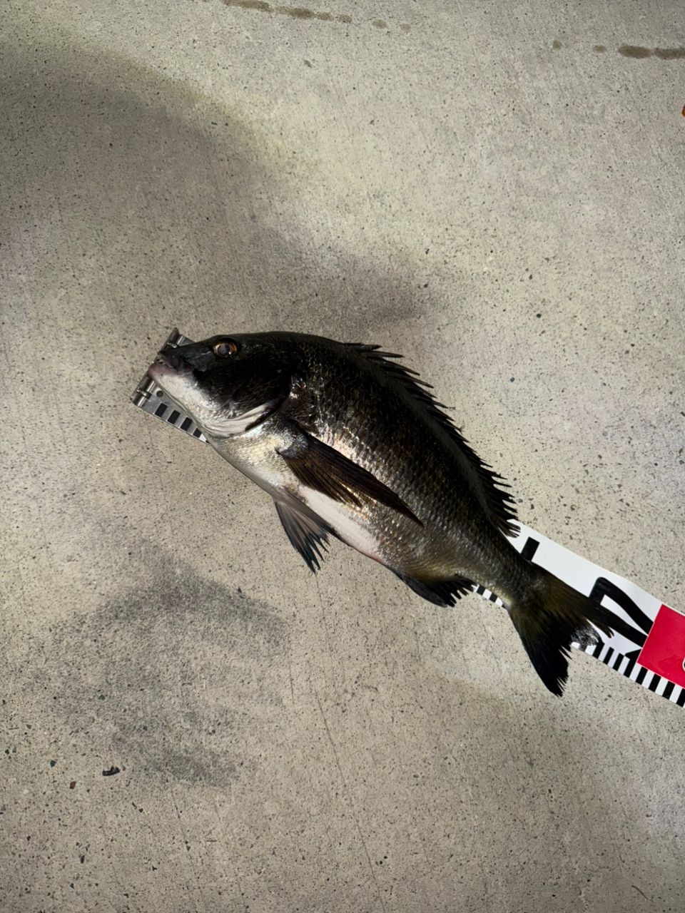 DAIWA 12メガドライ 2号-53の最安値・インプレ・釣果 | 本音の口コミが