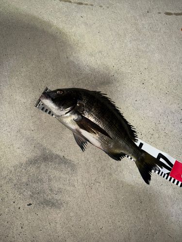 チヌの釣果