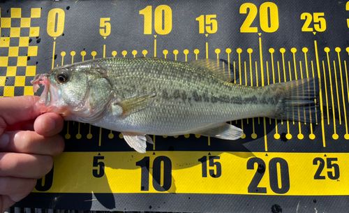 ラージマウスバスの釣果