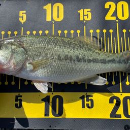 ラージマウスバス