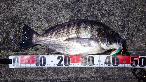 チヌの釣果