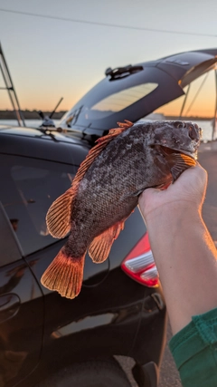 クロソイの釣果