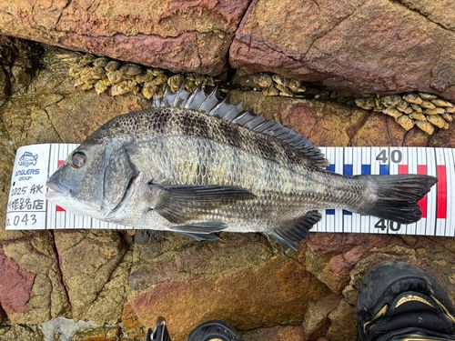 クロダイの釣果