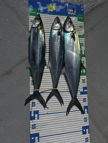 サゴシの釣果