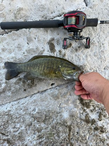 スモールマウスバスの釣果