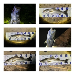 シーバスの釣果