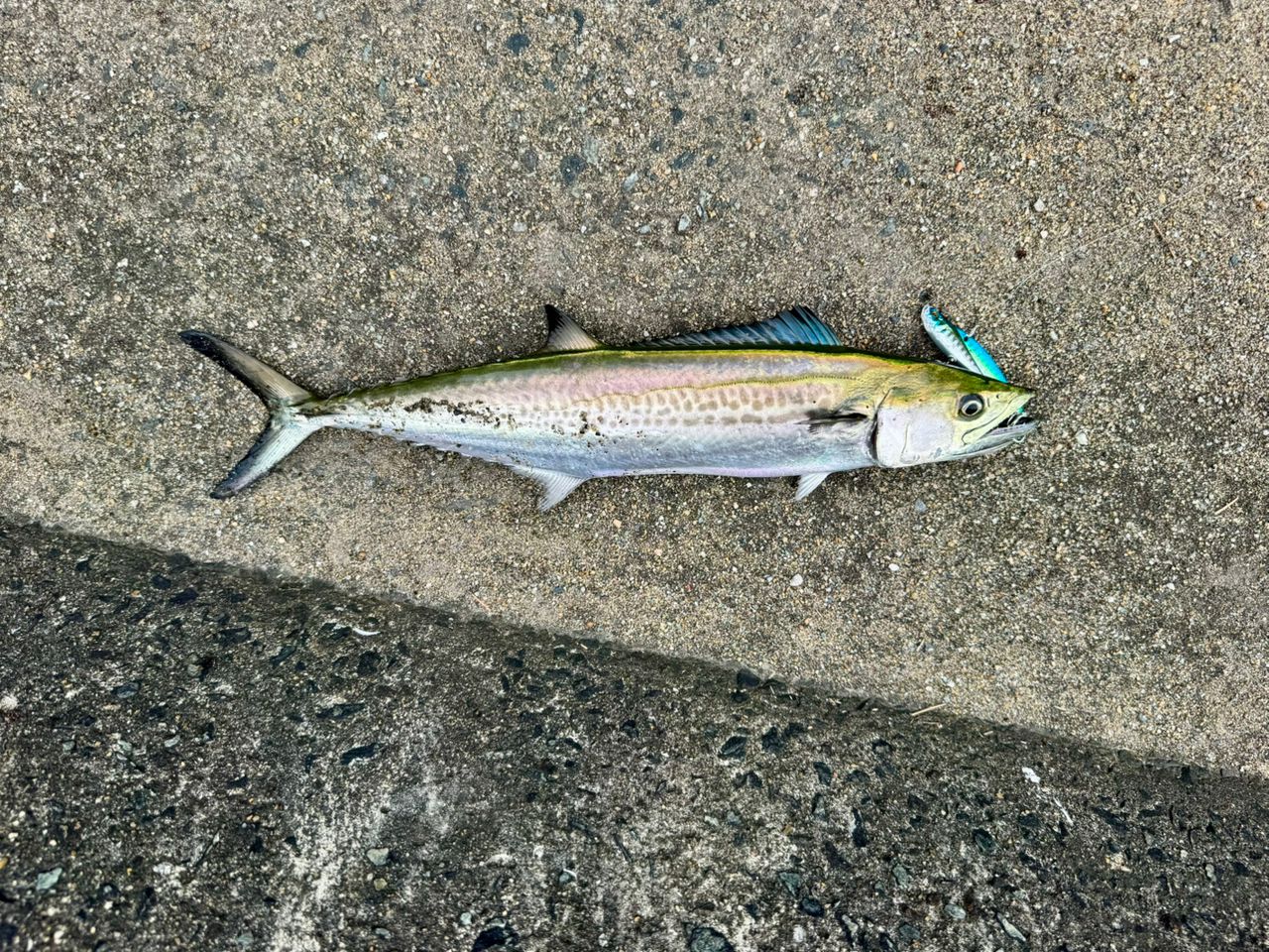 SHIMANO 20ルナミス S106MHの最安値・インプレ・釣果 | 本音の