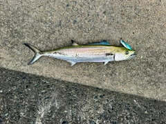 サゴシの釣果