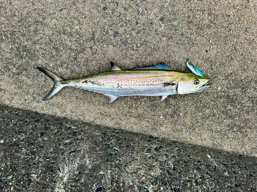 サゴシの釣果