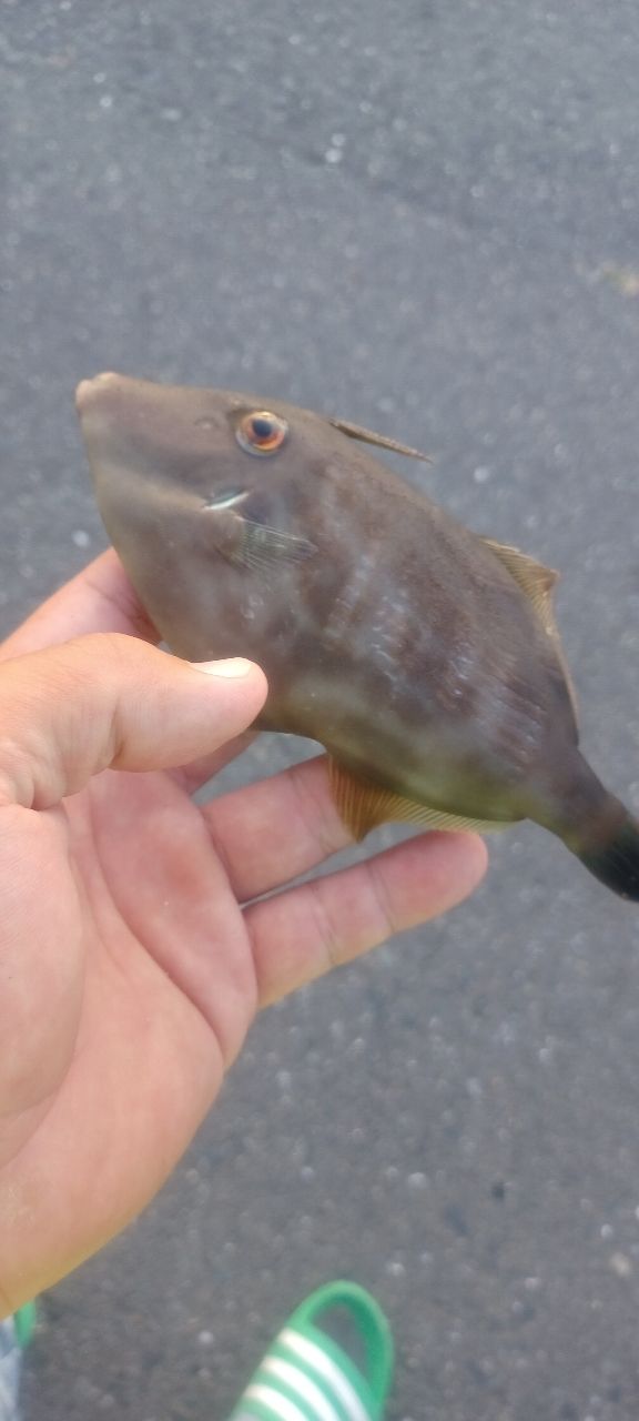 ウマヅラハギ
