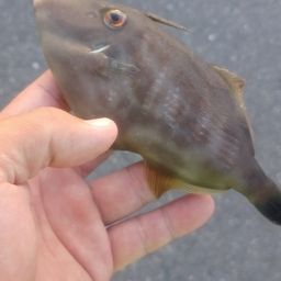 ウマヅラハギ