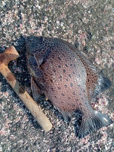 イシガキダイの釣果