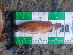 アカハタの釣果