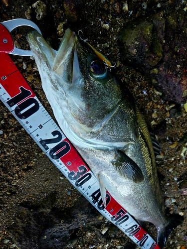 マルスズキの釣果