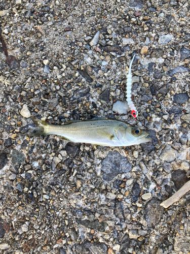セイゴ（ヒラスズキ）の釣果